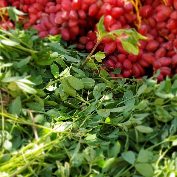 Meet your Posher, Norma - Picture 2 of 2